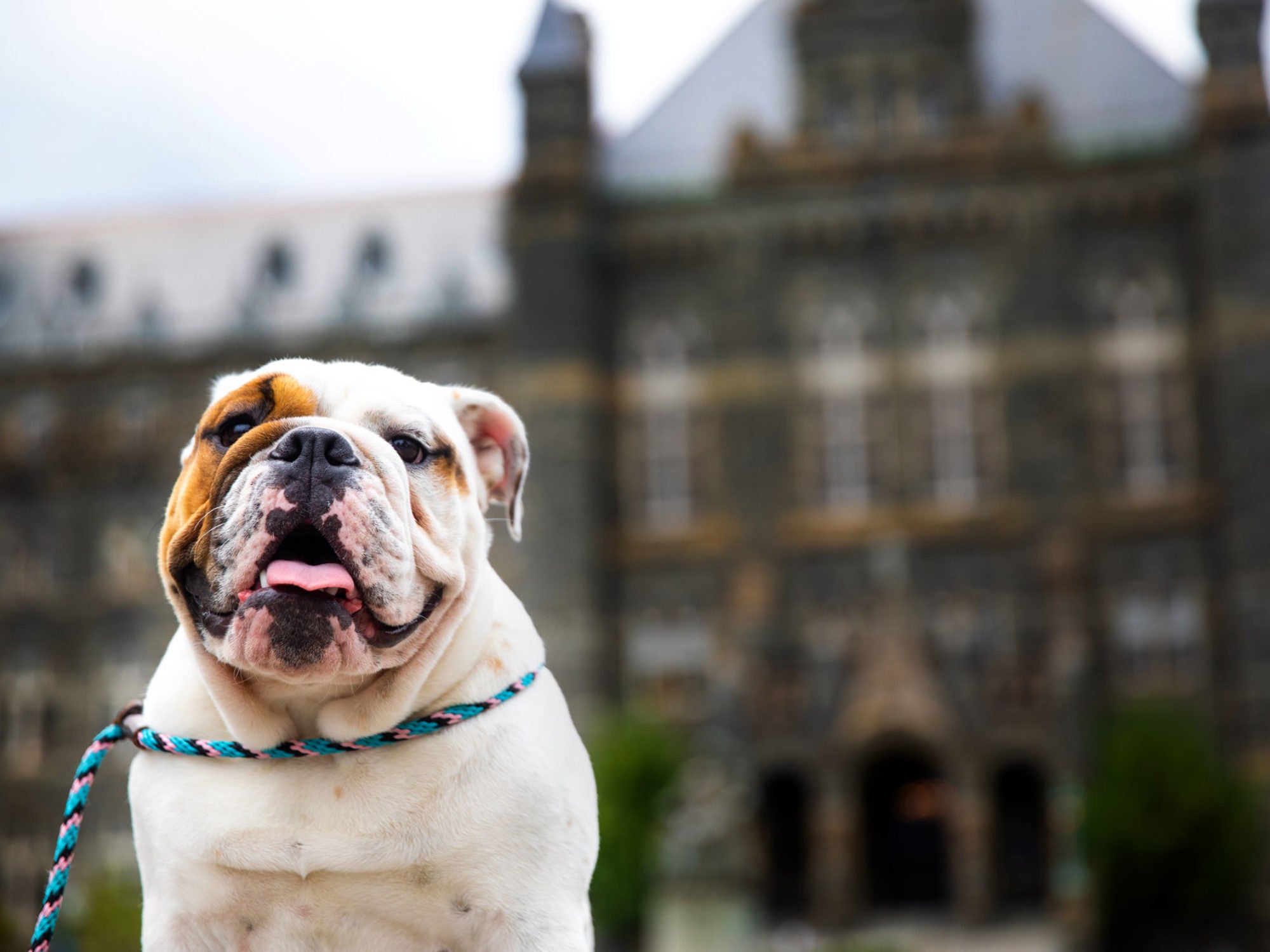 jack the bulldog in front of healy