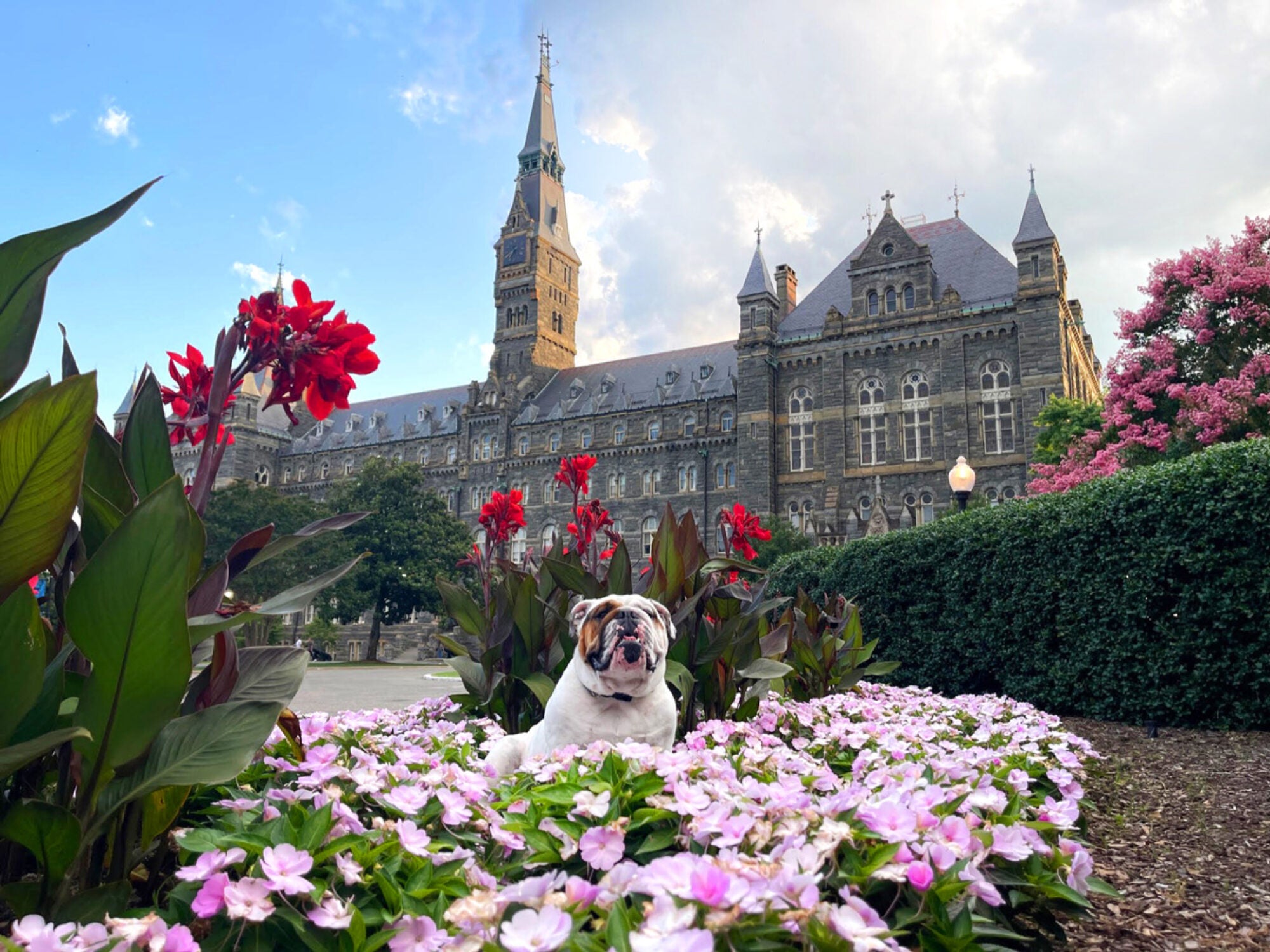 jack the bulldog with flowers